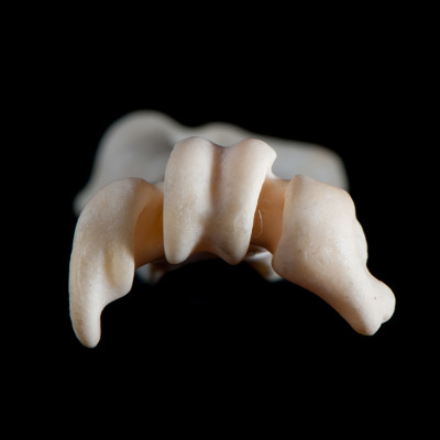 Basal_view