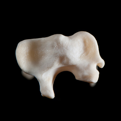 dorsal_view