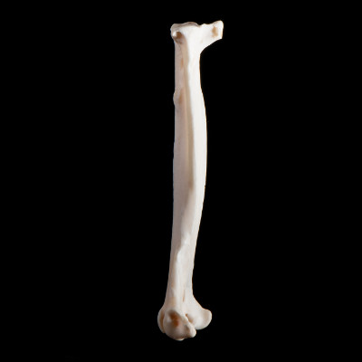 Left_side_view