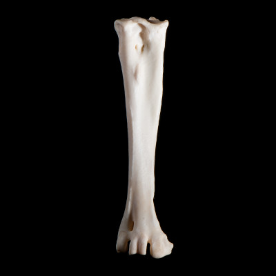 Nasal_view