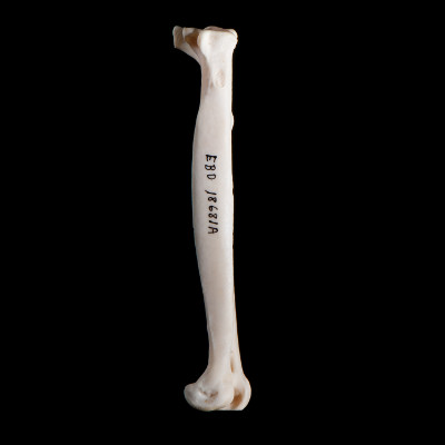 Right_side_view