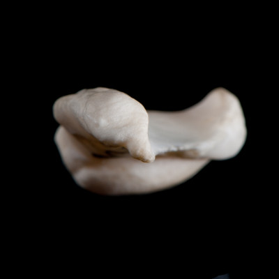 Basal_view