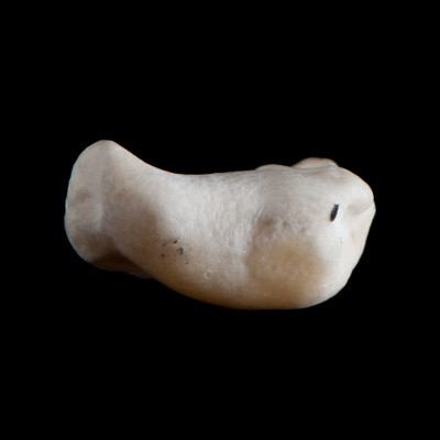 dorsal_view