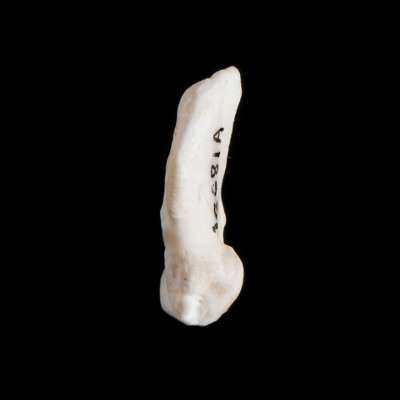 Left_side_view