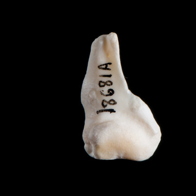 Nasal_view