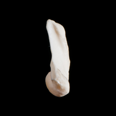 Right_side_view