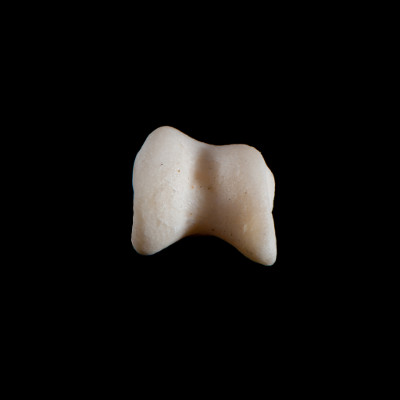 Basal_view