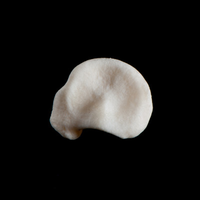 dorsal_view