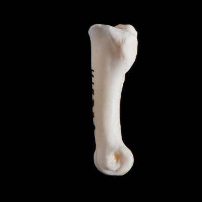 Left_side_view