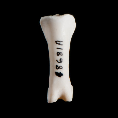 Nasal_view