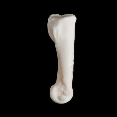 Right_side_view