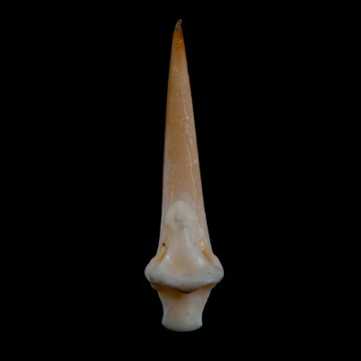 Basal_view