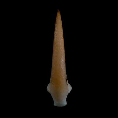dorsal_view