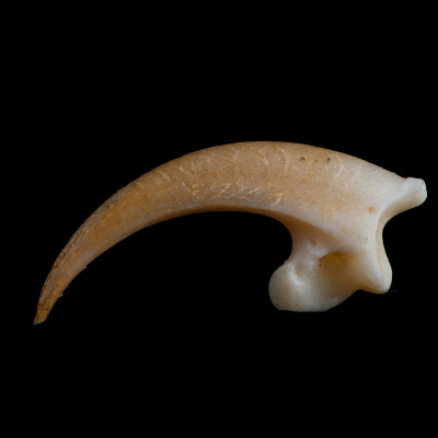 Left_side_view