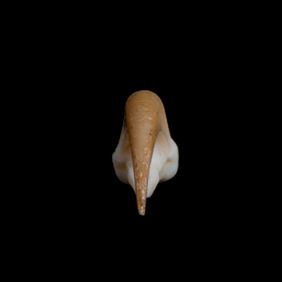 Nasal_view