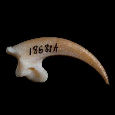 Right_side_view
