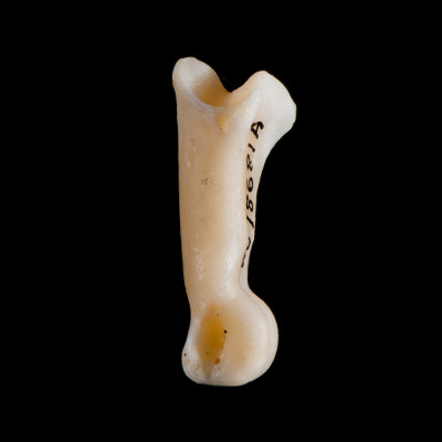Left_side_view