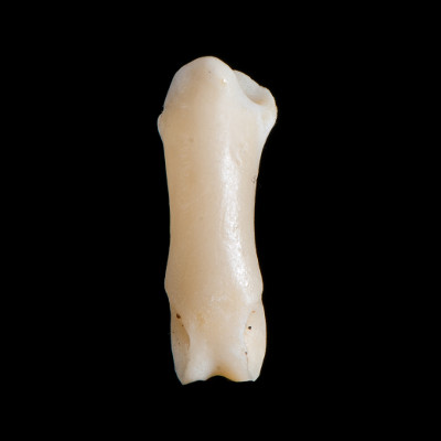 Nasal_view