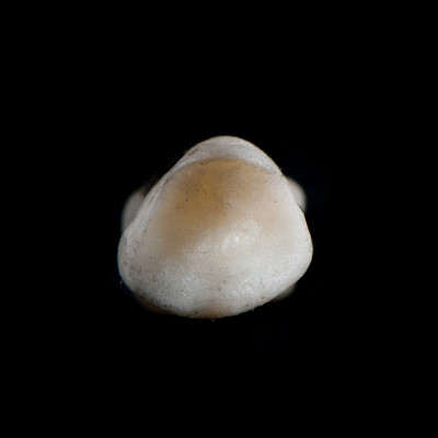 dorsal_view