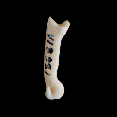 Left_side_view