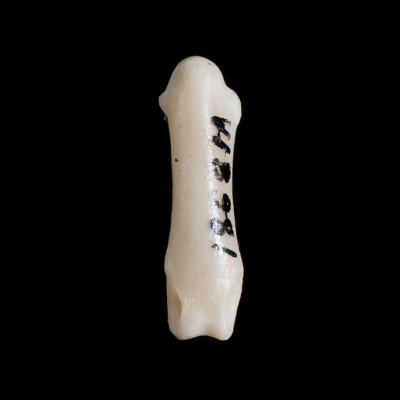 Nasal_view