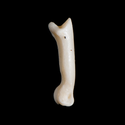 Right_side_view