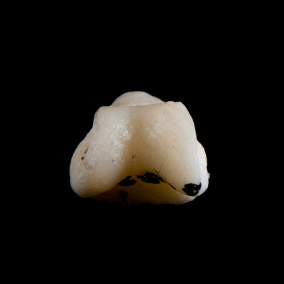 Basal_view