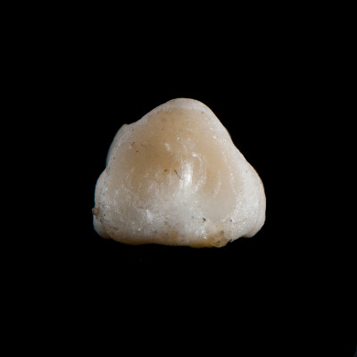 dorsal_view