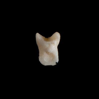 Left_side_view