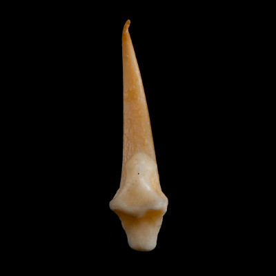Basal_view