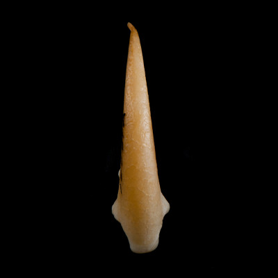 dorsal_view