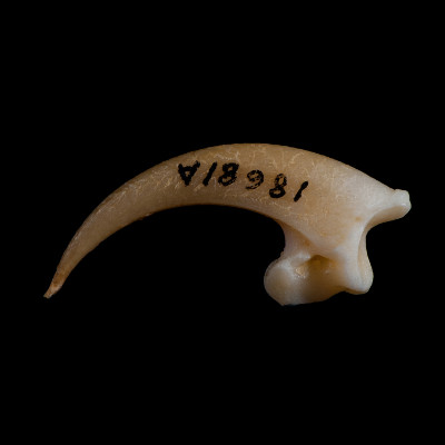 Left_side_view