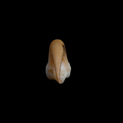 Nasal_view