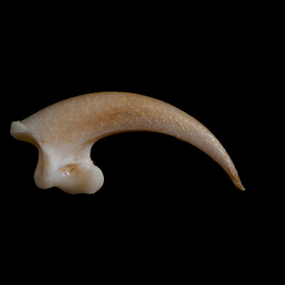 Right_side_view