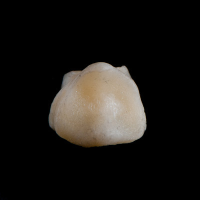 dorsal_view
