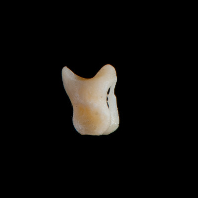 Left_side_view