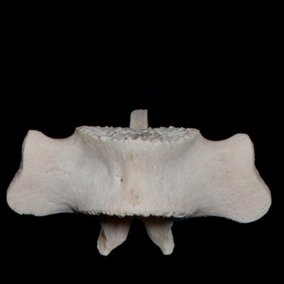 Basal_view