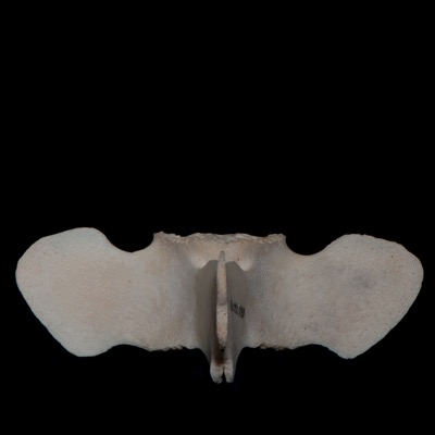 dorsal_view