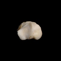 dorsal_view