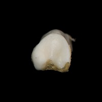dorsal_view